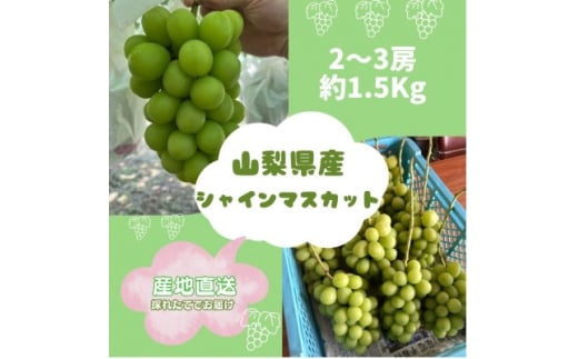 2026Ns\񁄃VC}XJbg2~3[(1.5kg)y1508023zRRs16000ʕEt[c}XJbgEԂǂ
