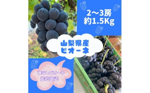 <2026年先行予約>ピオーネ2〜3房(約1.5kg)【1555648】山梨県山梨市15000果物・フルーツマスカット・ぶどう