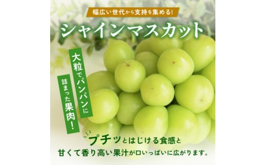 <2026年 先行予約>朝採り シャインマスカット 約600g(1房)【1557593】山梨県山梨市9000果物・フルーツマスカット・ぶどう