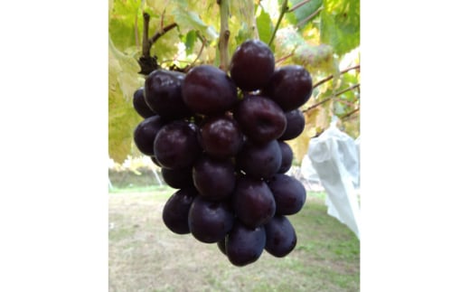 10{蔭u̖quV}XJbgm[v1kg(2`3[)y1579849zRRs39000ʕEt[c}XJbgEԂǂ