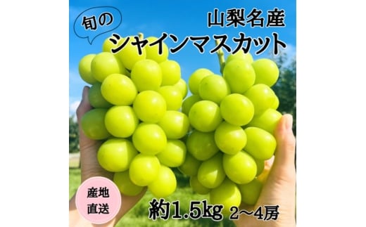 ◆2026年発送◆産地直送 山梨名産!旬のシャインマスカット 2〜4房(約1.5kg)【1640710】山梨県山梨市15000果物・フルーツマスカット・ぶどう
