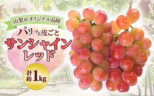 <2026年発送 先行受付>山梨県オリジナル新品種サンシャインレッド!<計1kg程度>【1654856】山梨県山梨市25000果物・フルーツマスカット・ぶどう