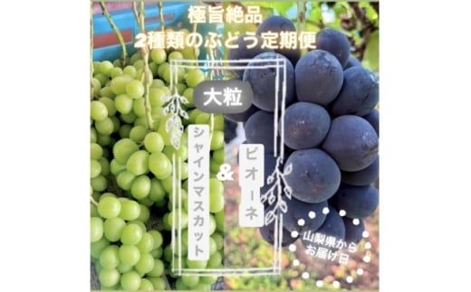 <発送月固定定期便>旬のピオーネ+シャインマスカット2〜3房(約1.5kg)全2回【4075417】山梨県山梨市30000果物・フルーツマスカット・ぶどう