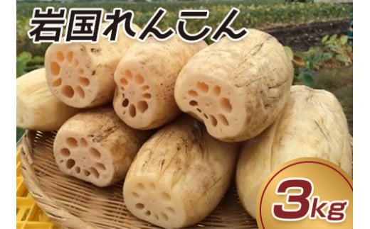 岩国 れんこん 泥付き 3kg【山口県農業協同組合】山口県岩国市12000野菜・きのこ大根・ニンジン・根菜類