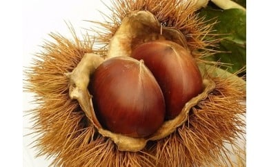 岸根栗 がんねぐり 約2kg【山口県農業協同組合】山口県岩国市17000果物・フルーツその他 果物・フルーツ