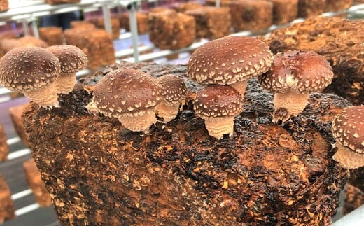 山口県産しいたけ「ひよりちゃん」バラエティセット【ひよりの里】山口県岩国市12000調味料・油だし