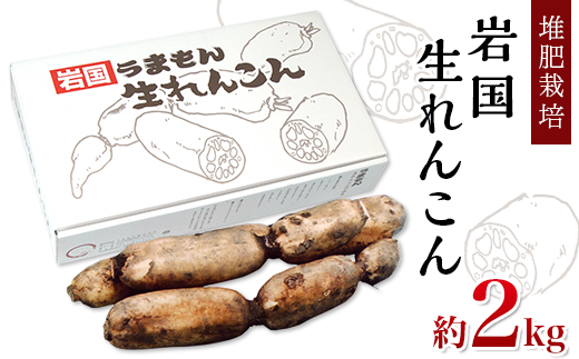 堆肥栽培岩国生れんこん 2kg【うまもん株式会社】山口県岩国市15000野菜・きのこ大根・ニンジン・根菜類
