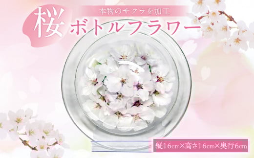 本物のサクラを加工した大人気のボトルフラワー福岡県八女市27000衣類・装飾品・工芸品その他 装飾品・工芸品