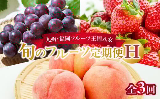 九州・福岡フルーツ王国八女 旬のフルーツ定期便【全3回】 H|<配送不可:北海道・沖縄・離島> あまおう もも いちご 苺 桃 ぶどう 果物  先行予約 福岡県 フルーツ 定期便福岡県八女