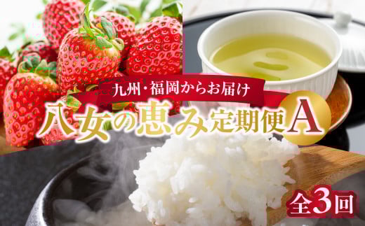 九州・福岡からお届け!八女の恵み定期便【全3回】 A|<配送不可:北海道・沖縄・離島>福岡県八女市45000果物・フルーツいちご