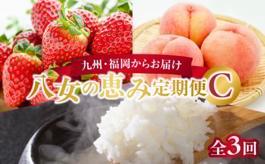 九州・福岡からお届け!八女の恵み定期便【全3回】 C|<配送不可:北海道・沖縄・離島>福岡県八女市45000果物・フルーツいちご