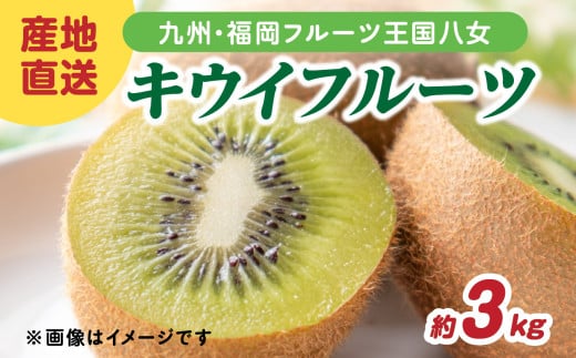九州・福岡フルーツ王国八女 産地直送キウイフルーツ 約3.0kg【2025年12月発送開始】<配送不可:北海道・沖縄・離島> フルーツ ヘイワード 産地直送 期間限定 福岡県 八女市福岡県八女市13