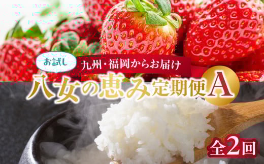 九州・福岡からお届け!八女の恵み定期便お試し【全2回】A福岡県八女市30000果物・フルーツいちご