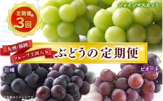 九州・福岡フルーツ王国八女 ぶどうの定期便【全3回】|<配送不可:北海道・沖縄・離島> ぶどう 葡萄 定期便 合計3回 巨峰 ピオーネ シャインマスカット 家庭用福岡県八女市45000果物