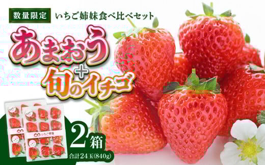 <2026年1月〜順次発送>いちご姉妹【あまおう+旬のイチゴ】食べ比べセット★数量限定★ あまおう いちご 苺 イチゴ フルーツ 果物 くだもの 人気 旬 福岡県産 食べ比べ 採れたて 2品種 セ
