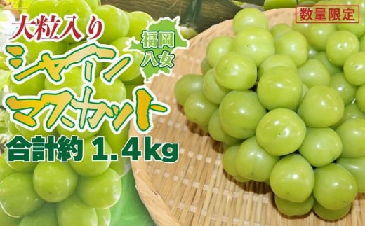 【先行受付】【2026年発送】九州福岡フルーツ王国八女 大粒入りシャインマスカット 約1.4kg【数量限定】<配送不可:北海道・沖縄・離島> 数量限定 高糖度 大粒 厳選 果物 くだもの フルー