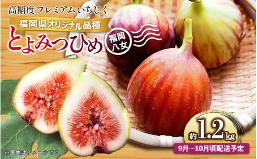 ystzy2026N9`10zIWii xv~A uƂ݂Ђ߁v1.2kgs11000ʕEt[c̑ ʕEt[c