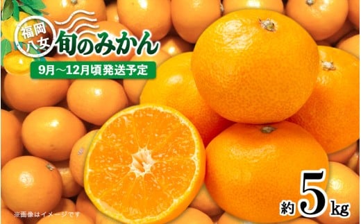 【先行受付】九州・福岡フルーツ王国八女 産地直送!旬のみかん 約5kg【2025年9月〜12月頃発送】<配送不可:北海道・沖縄・離島> みかん 旬 極早生 早生 レギュラー No.1 産地直送 福岡
