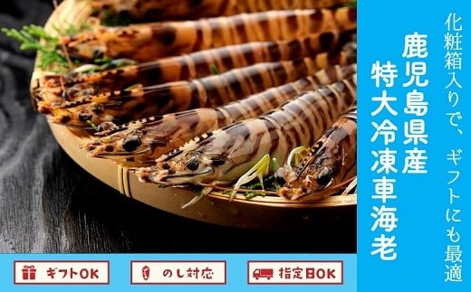 016-03 鹿児島県産特大冷凍車海老300g鹿児島県南九州市13000魚介・海産物エビ