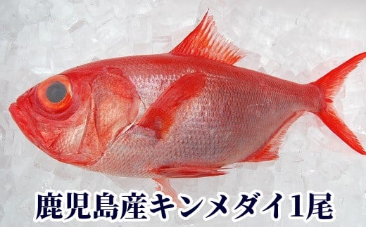 008-72 鹿児島産キンメダイ1尾(1~1.2kg)鹿児島県南九州市16000魚介・海産物鮮魚