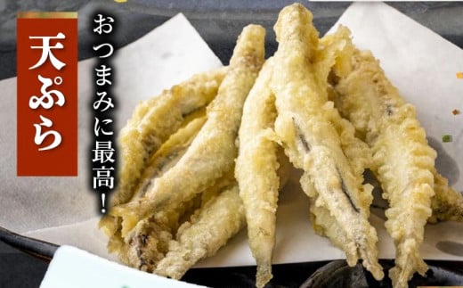 106-15 鹿児島県産キビナゴ1kg鹿児島県南九州市8000魚介・海産物その他 魚介・海産物