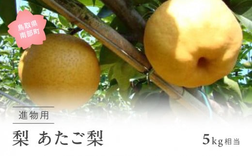 【YA09】あたご梨(進物用5kg箱) 2025年11月出荷予定 <数量限定>鳥取県南部町14000果物・フルーツりんご・梨