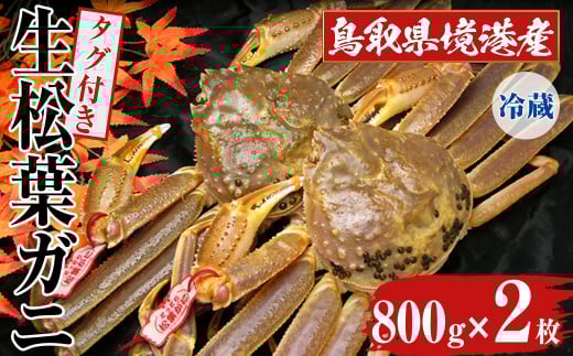 <11月中旬〜3月中旬発送予定><平日着※指定日不可>鳥取県境港産 タグ付き生松葉がに(800g×2枚)【sm-BN006-A】【三光水産】鳥取県境港市150000魚介・海産物カニ