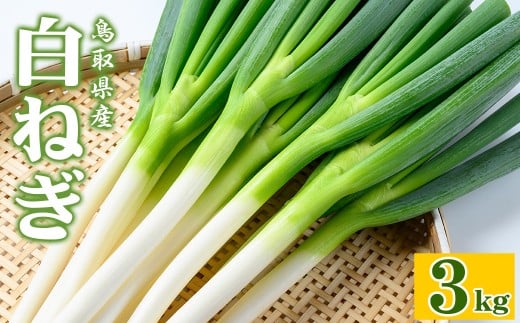 <11月上旬〜4月下旬発送予定>白ねぎ(3kg)【sm-DT001】【河岡農園】鳥取県境港市10000野菜・きのこ玉ねぎ・ねぎ
