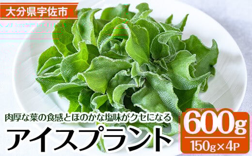 <先行予約受付中!2025年12月中旬以降順次発送予定>アイスプラント(計約600g・150g×4パック)野菜 葉物野菜 葉野菜【114800201】【公益社団法人 あじむ農業公社】大分県宇佐市10000野菜・きのこ