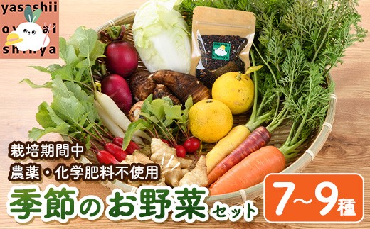 季節のお野菜 セット(7〜9種) 野菜 やさい 詰合せ 詰め合わせ 季節 おまかせ お楽しみ【117000100】【やさしいお野菜 しん屋】大分県宇佐市10000野菜・きのこその他 野菜