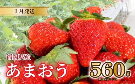 【2026年1月発送】 苺 あまおう 560g (280g×2) いちご あまおう 福岡県産苺 いちご あまおう イチゴ 苺 あまおう 苺 数量限定 苺 いちご あまおう 福岡県産 苺 いちご あまおう【1月上旬より順次