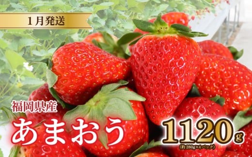 【2026年1月発送】 苺 あまおう 1120g (280g×4) いちご あまおう 福岡県産苺 いちご あまおう イチゴ 苺 あまおう 苺 数量限定 苺 いちご あまおう 福岡県産 苺 いちご あまおう【1月上旬より順次