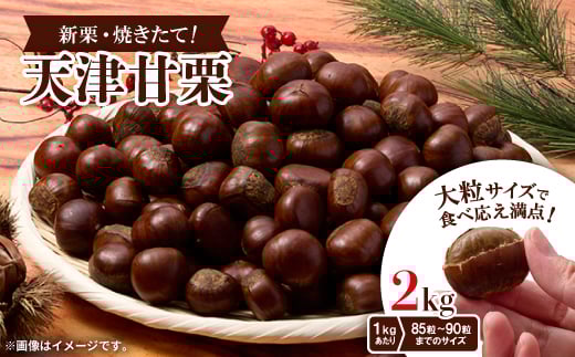 <2kg>新栗ビックサイズ!!焼きたて!!天津甘栗 大粒サイズ 期間限定でお届けします。_ 栗 くり 甘栗 天津甘栗 おやつ スイーツ 焼きたて 甘い 菓子 お菓子 マロン 常温  人気 おすすめ お取