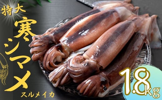 【寒シマメ 特大サイズ  まるごと5杯セット】  1.7kg〜2kg  いか イカ スルメイカ 朝どれ寒シマメ 父の日 母の日 バーベキュー ギフト島根県海士町25000魚介・海産物イカ・タコ・ウニ