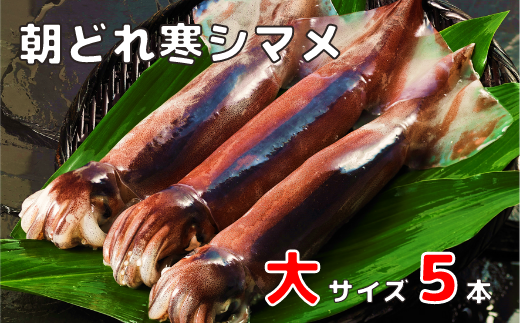 朝どれ寒シマメ大サイズセット(250-300g×5) 御歳暮 ギフト 12月24日までのご注文で年内発送島根県海士町19000魚介・海産物イカ・タコ・ウニ