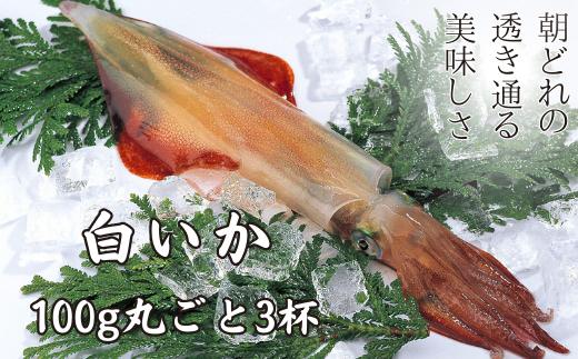 【高級白いか丸ごと 100g×3杯セット】ぷりぷり甘い高級白いかを朝どれ鮮度でお送りします! いか イカ 白いか ケンサキイカ 刺身 父の日 母の日 バーベキュー ギフト島根県海士町12000魚介・