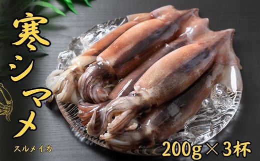【朝どれスルメイカ丸ごと3本】寒シマメ スルメイカ 200g×3杯 冷凍 刺身 個包装 捌き方説明書付き( いか 烏賊 イカ スルメ ) 年末年始 お正月 御歳暮 ギフト 12月24日までのご注文で年内発