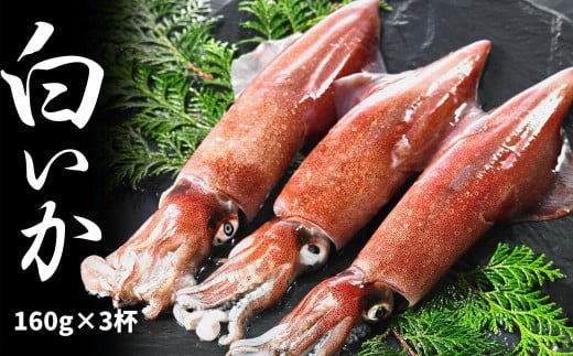 【高級白いか丸ごと 160g×3杯セット】ぷりぷり甘い高級白いかを朝どれ鮮度でお送りします! いか イカ 白いか ケンサキイカ 刺身 御歳暮 ギフト 12月24日までのご注文で年内発送島根県海士町