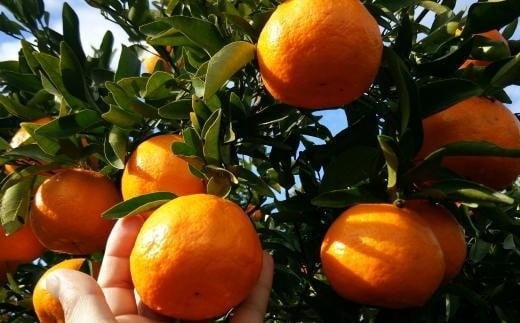 【厳選・濃厚】和歌山県産のはるみ約5kg(サイズおまかせ) 【2026年1月中旬〜2026年2月中旬頃より順次発送】【和歌山県かつらぎ町産】和歌山県かつらぎ町18000果物・フルーツみかん・柑橘類