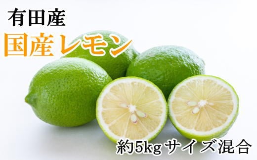 有田産の安心国産レモン約5kg (サイズ混合)【2025年10月中旬〜2026年4月下旬頃より順次発送】【TM15】和歌山県かつらぎ町12000果物・フルーツみかん・柑橘類