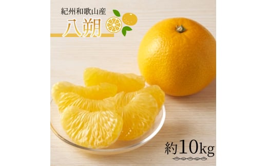 八朔(はっさく)約10kg 紀州和歌山 かつらぎ産【2026年2月上旬頃〜2026年2月下旬頃に順次発送】【UT19】和歌山県かつらぎ町17000果物・フルーツみかん・柑橘類