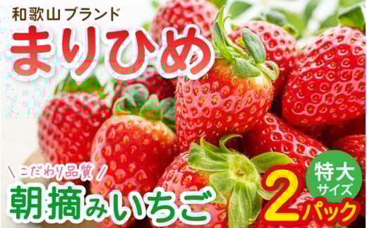特大まりひめイチゴ 朝摘 6個〜11個入×2パック【2026年1月中旬〜3月末頃に順次発送】【先行予約】【KT3】和歌山県かつらぎ町13000果物・フルーツいちご