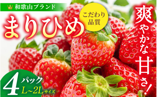 まりひめイチゴ L〜2L 12粒〜15粒×4パック【2026年1月中旬〜3月中旬頃に順次発送】【先行販売】和歌山県かつらぎ町20000果物・フルーツいちご