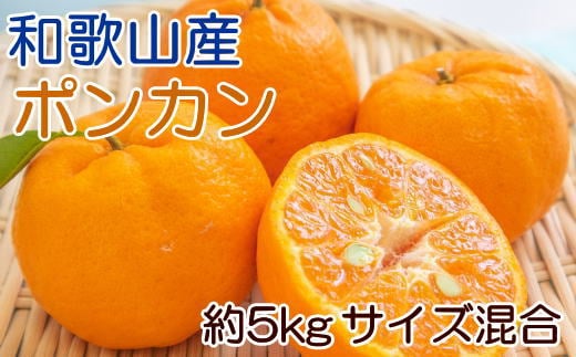 和歌山産ポンカン約5kg(サイズ混合・秀優品)【2026年2月初旬頃より順次出荷】【TM136】和歌山県かつらぎ町13000果物・フルーツみかん・柑橘類