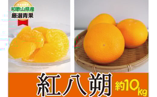 ★かつらぎの紅八朔★ 約10kg   甘みと苦みのバランスが絶妙 【2026年2月上旬〜2026年2月下旬発送】和歌山県かつらぎ町21000果物・フルーツみかん・柑橘類
