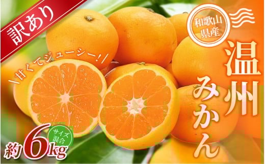 【訳あり】 森本農園の手選別 みかん 約6kg 和歌山県産 2S~2Lサイズ混合 【北海道・沖縄・離島配送不可】【2025年11月上旬〜2026年2月中旬ごろに順次発送】【RN9】和歌山県かつらぎ町10000果物・