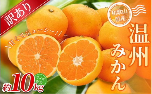 【訳あり】 森本農園の手選別 みかん 約10kg 和歌山県産 2S~2Lサイズ混合 【北海道・沖縄・離島配送不可】【2025年11月上旬〜2026年2月中旬ごろに順次発送】【RN10】和歌山県かつらぎ町13000果物