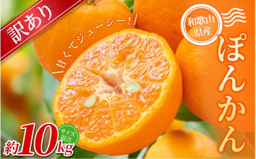 【訳あり】 森本農園の手選別 ポンカン 約10kg 和歌山県産 サイズ混合 【北海道・沖縄・離島配送不可】【2026年1月上旬〜2月上旬頃に順次発送】【RN15】和歌山県かつらぎ町13000果物・フルー