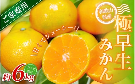 【家庭用】 森本農園の手選別 極早生みかん 約6kg 和歌山県産 2S~2Lサイズ混合 【北海道・沖縄・離島配送不可】 【2025年10月上旬〜下旬頃に順次発送】【RN28】和歌山県かつらぎ町12000果物・フ