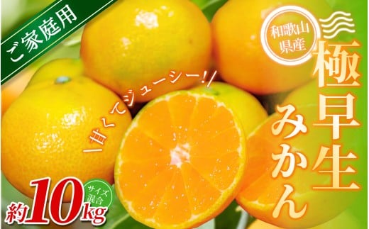 【家庭用】 森本農園の手選別 極早生みかん 約10kg 和歌山県産 2S~2Lサイズ混合 【北海道・沖縄・離島配送不可】【2025年10月上旬〜下旬頃に順次発送】【RN29】和歌山県かつらぎ町17000果物・フ